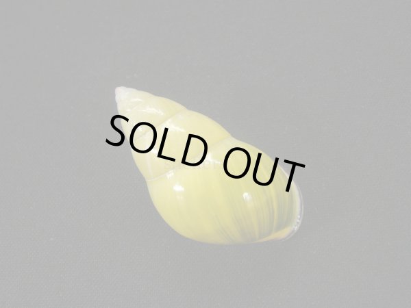 画像2: クチベニミドリマレイマイマイ　イエローグラデーション (2)