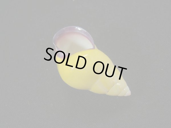 画像3: クチベニミドリマレイマイマイ　イエローグラデーション (3)