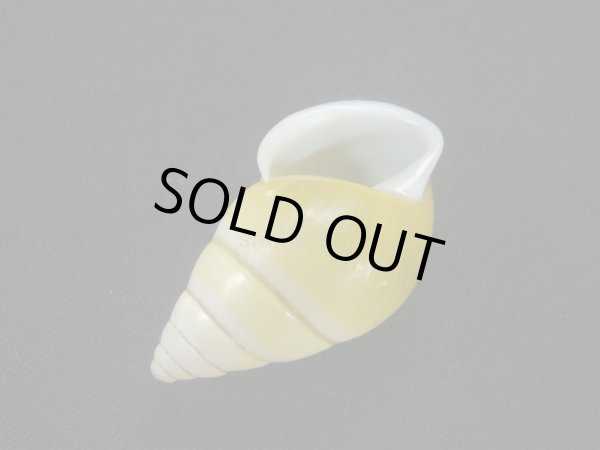 画像3: バオマレイマイマイ (3)