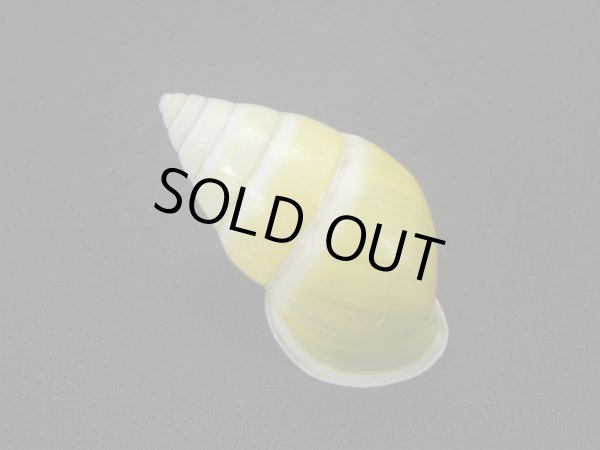 画像2: バオマレイマイマイ　美品 (2)