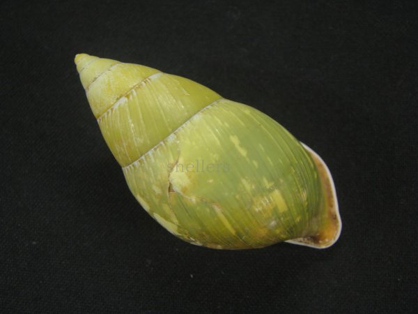 画像2: ヘインリッヒオオマレイマイマイ　美品 (2)