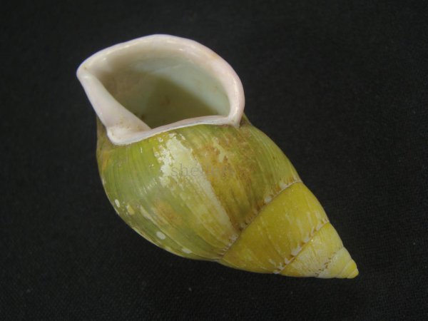 画像3: ヘインリッヒオオマレイマイマイ　美品 (3)