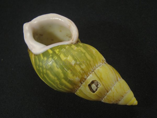 画像3: ヘインリッヒオオマレイマイマイ 大 (3)