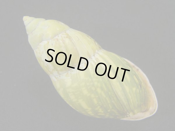 画像2: ヘインリッヒオオマレイマイマイ 大 (2)