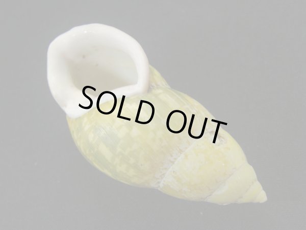 画像3: ヘインリッヒオオマレイマイマイ 大 (3)