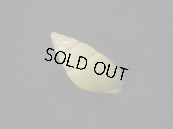 画像2: ダオロバートマレイマイマイ（Amphidromus daoae robertabbasi）美品 (2)