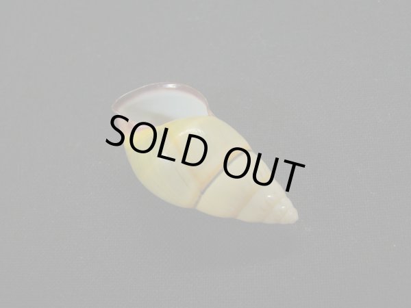 画像3: ダオロバートマレイマイマイ（Amphidromus daoae robertabbasi）美品 (3)