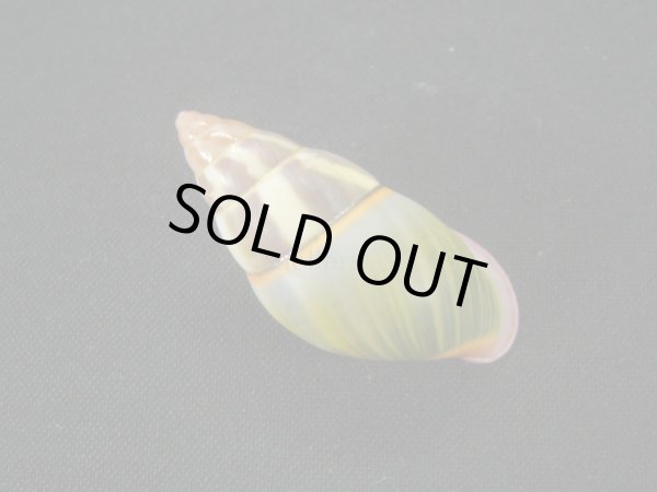 画像2: リチャードゴールドバーグマレイマイマイ　大　ファットフォーム (2)