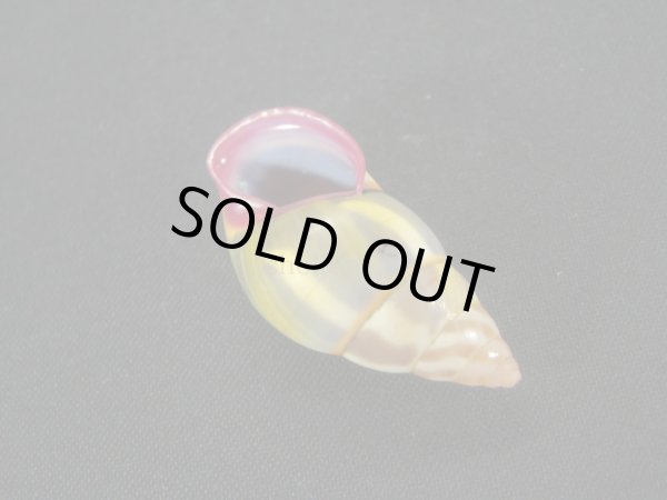 画像3: リチャードゴールドバーグマレイマイマイ　大　ファットフォーム (3)