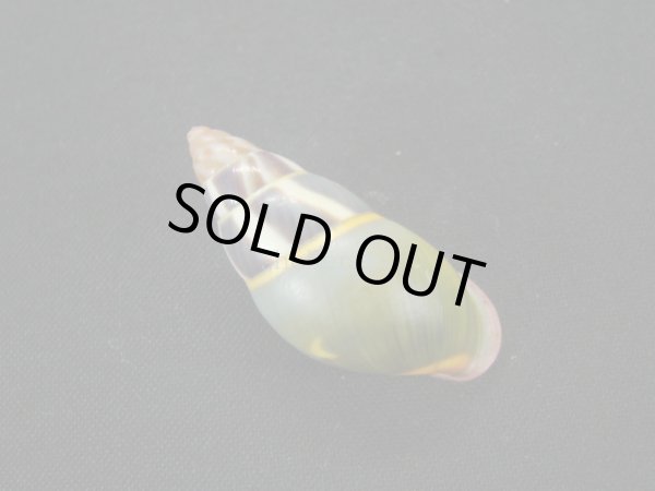 画像2: リチャードゴールドバーグマレイマイマイ　大　特濃色 (2)