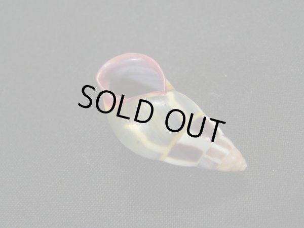 画像3: リチャードゴールドバーグマレイマイマイ　大　特濃色 (3)