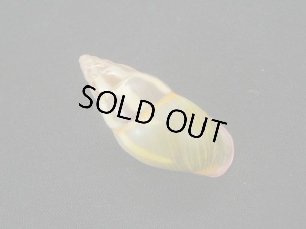 画像2: リチャードゴールドバーグマレイマイマイ　大　イエロー (2)