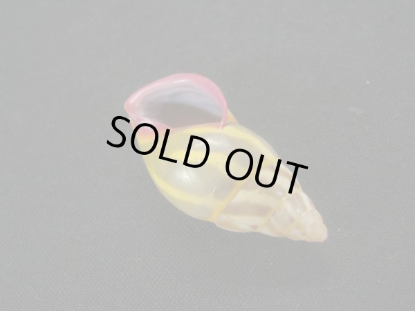 画像3: リチャードゴールドバーグマレイマイマイ　大　イエロー (3)