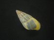 画像2: Amphidromus anhdaoorum　美品 (2)