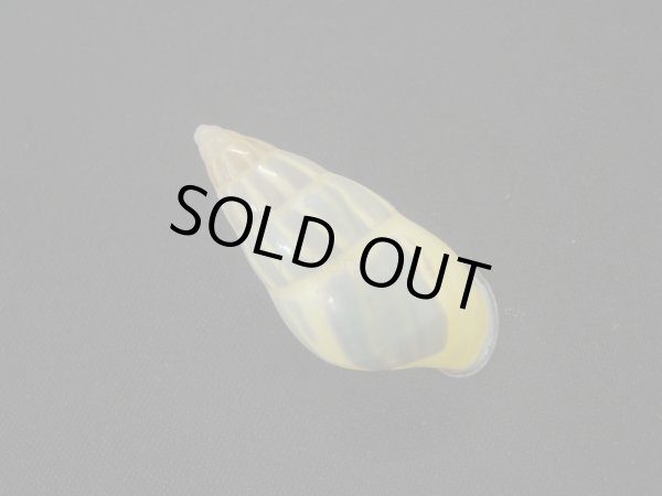 画像2: Amphidromus anhdaoorum　美品 (2)