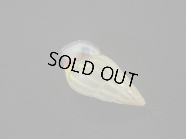 画像3: Amphidromus anhdaoorum　美品 (3)