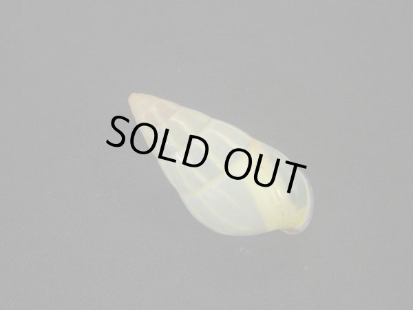 画像2: Amphidromus anhdaoorum　美品 (2)