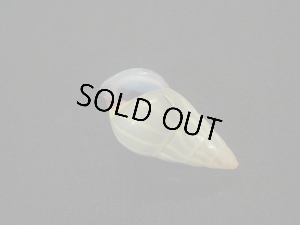 画像3: Amphidromus anhdaoorum　美品 (3)