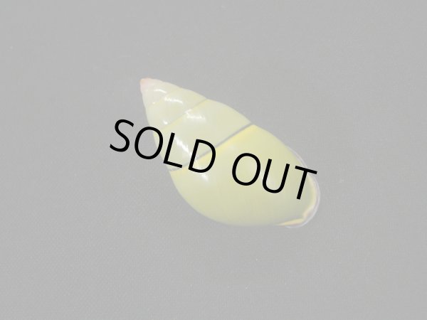 画像2: ダオロバートマレイマイマイ（Amphidromus daoae robertabbasi）濃色　美品 (2)