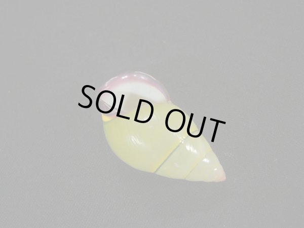 画像3: ダオロバートマレイマイマイ（Amphidromus daoae robertabbasi）濃色　美品 (3)