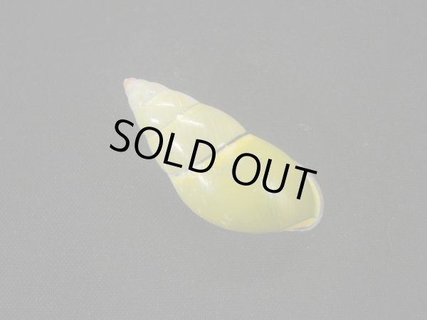 画像2: ダオロバートマレイマイマイ(Amphidromus daoae robertabbasi)美品 (2)