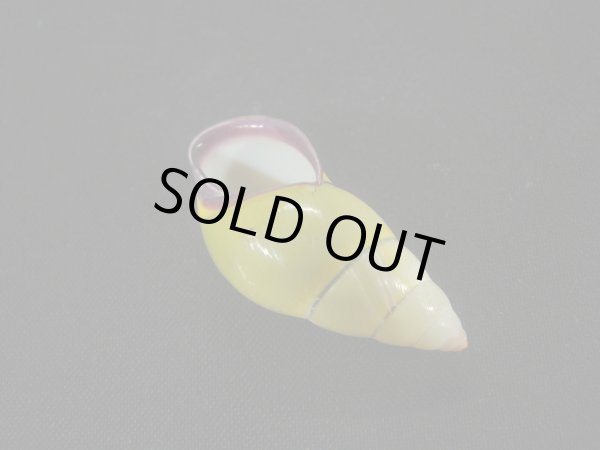 画像3: ダオロバートマレイマイマイ(Amphidromus daoae robertabbasi)美品 (3)