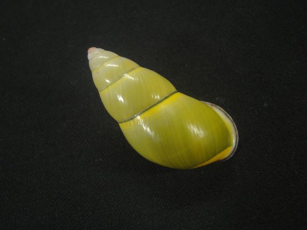 画像2: ダオロバートマレイマイマイ（Amphidromus daoae robertabbasi）美品 (2)