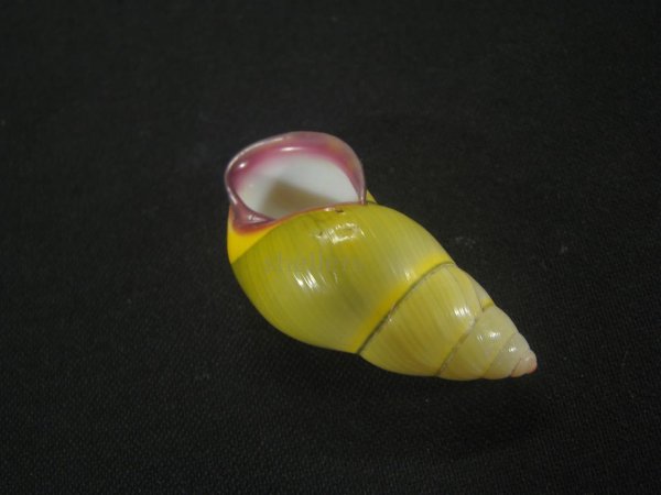 画像3: ダオロバートマレイマイマイ（Amphidromus daoae robertabbasi）美品 (3)