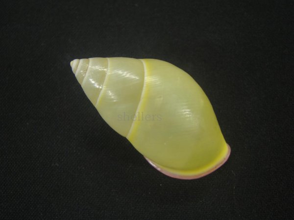 画像2: ファマンヒマレイマイマイ 美品 (2)