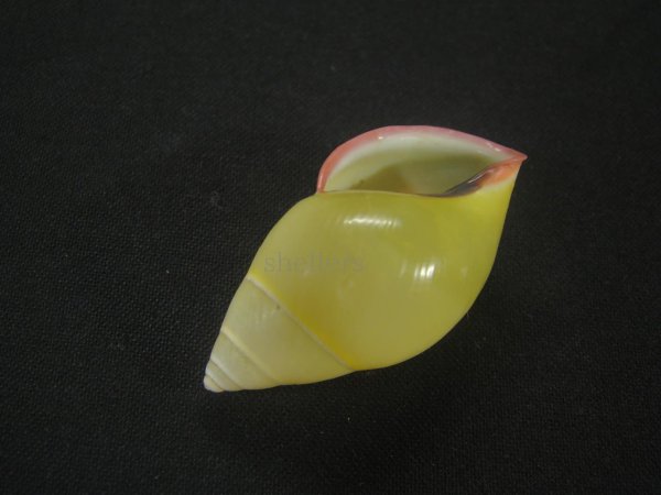 画像3: ファマンヒマレイマイマイ 美品 (3)