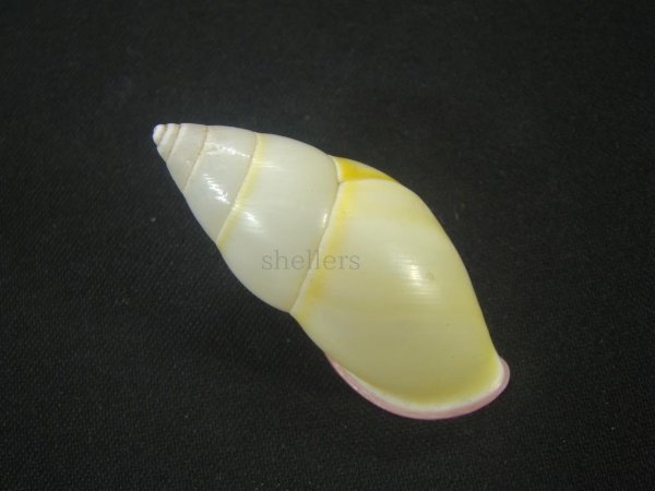 画像2: ファマンヒマレイマイマイ　スレンダーフォーム　美品 (2)