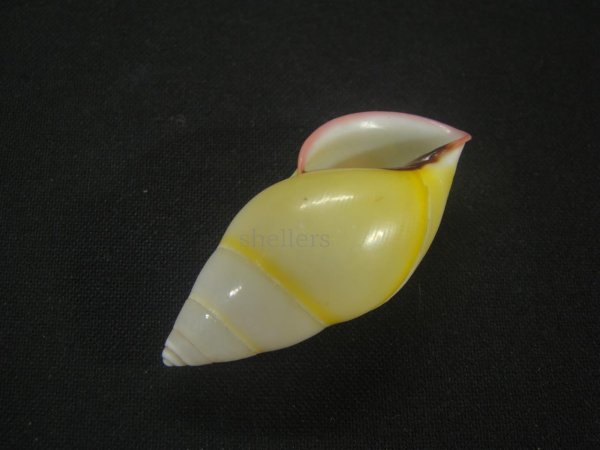 画像3: ファマンヒマレイマイマイ　スレンダーフォーム　美品 (3)