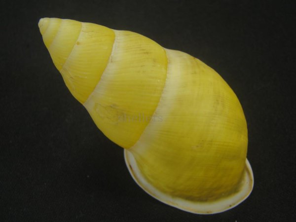 画像2: ナッグスオオマレイマイマイ イエローグラデーション (2)