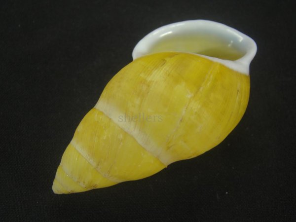 画像3: ナッグスオオマレイマイマイ イエローグラデーション (3)