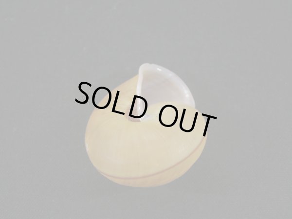 画像2: Satsuma pekanensis (2)