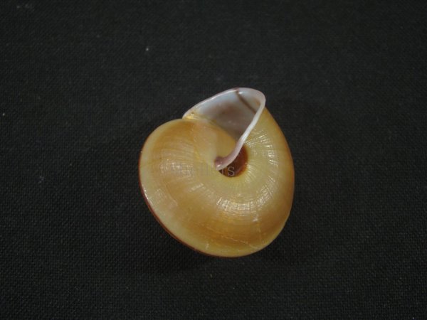 画像2: Satsuma friesiana (2)