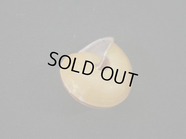 画像2: Satsuma carinatus (2)