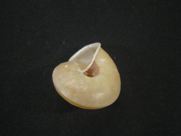 画像2: Satsuma succincta 老成 (2)