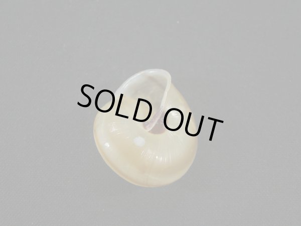 画像2: Satsuma succincta (2)