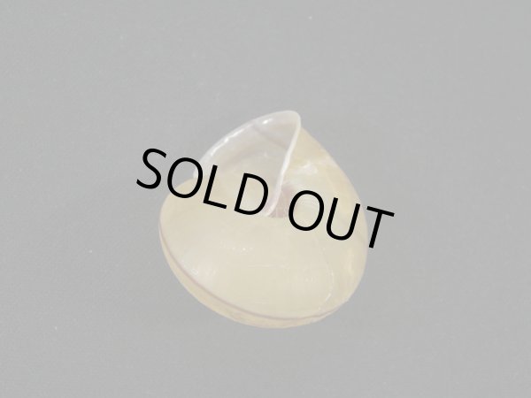 画像2: Satsuma chengi　大 (2)