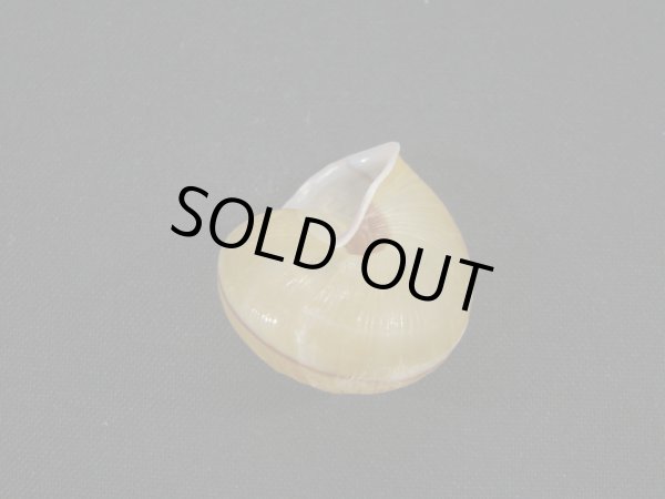 画像2: Satsuma chengi (2)