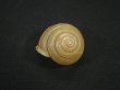 画像1: Satsuma wenshini (1)