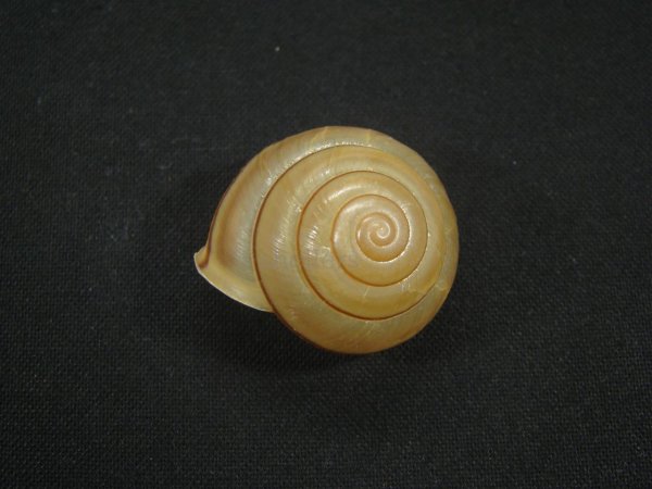 画像1: Satsuma wenshini (1)