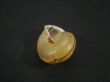 画像2: Satsuma wenshini (2)