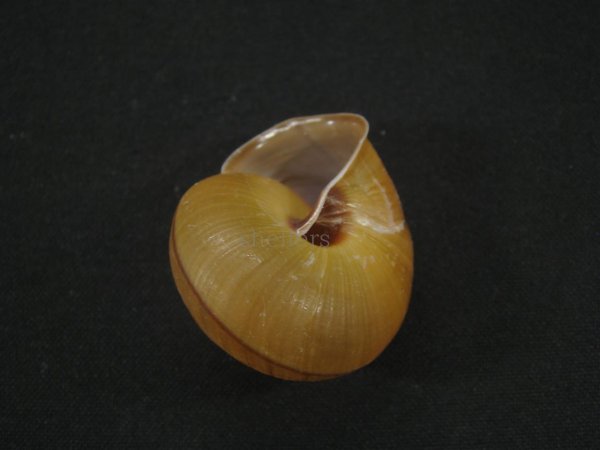 画像2: Satsuma SP　老成 (2)