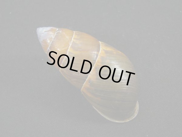 画像2: Dolicheulota formosensis (2)