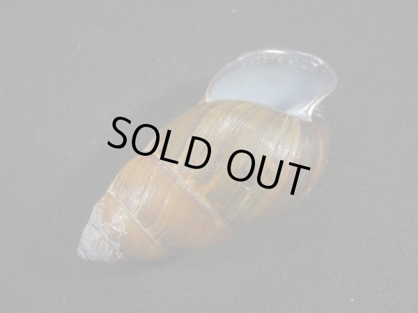 画像3: Dolicheulota formosensis (3)