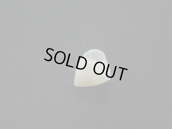 画像2: Satsuma albida 美品 (2)