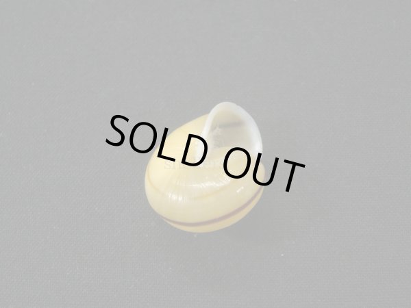 画像2: Satsuma batanica pancala (2)