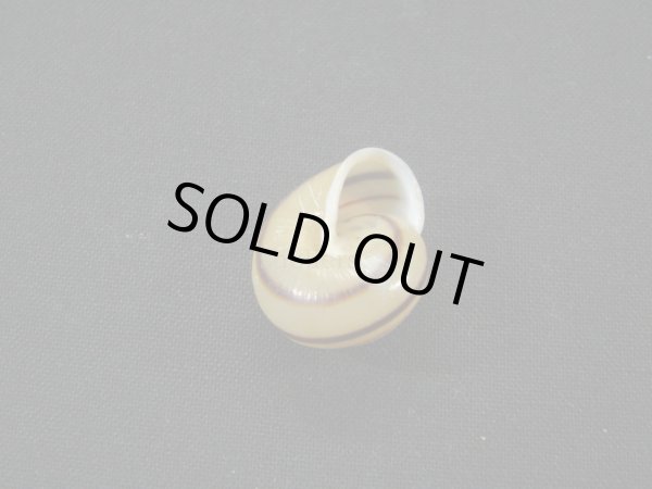 画像2: コウトウショマイマイ(Pancala batanica boteltobagoensis) 大　美品 (2)